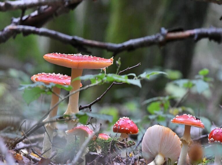 csók szerelmes ölelés gif