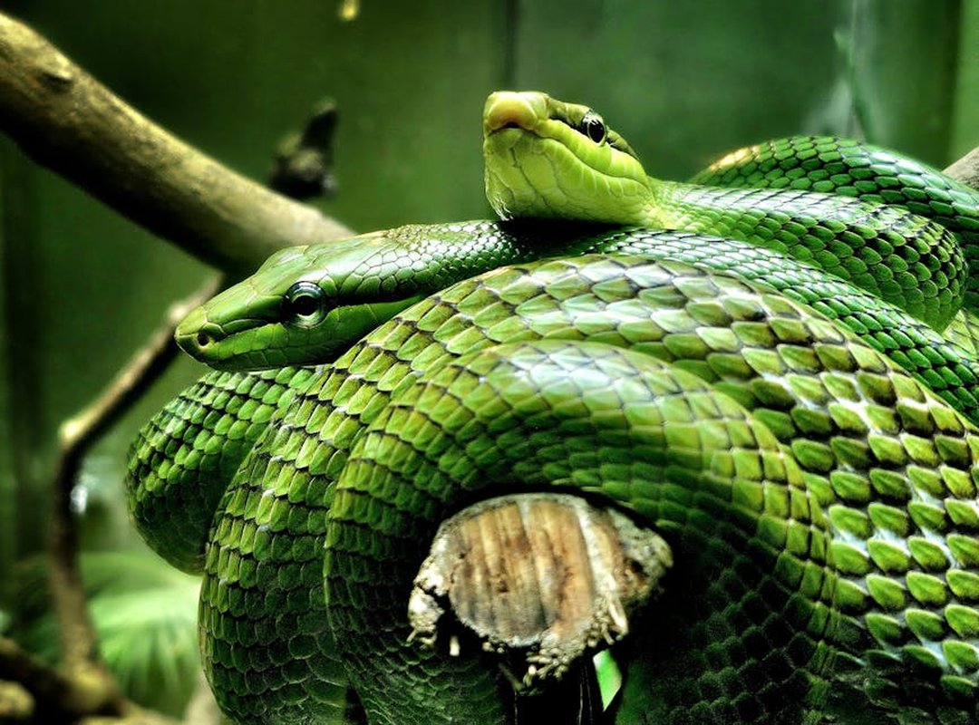 Friendship and Love: Who is Most Compatible with the Green Snake?