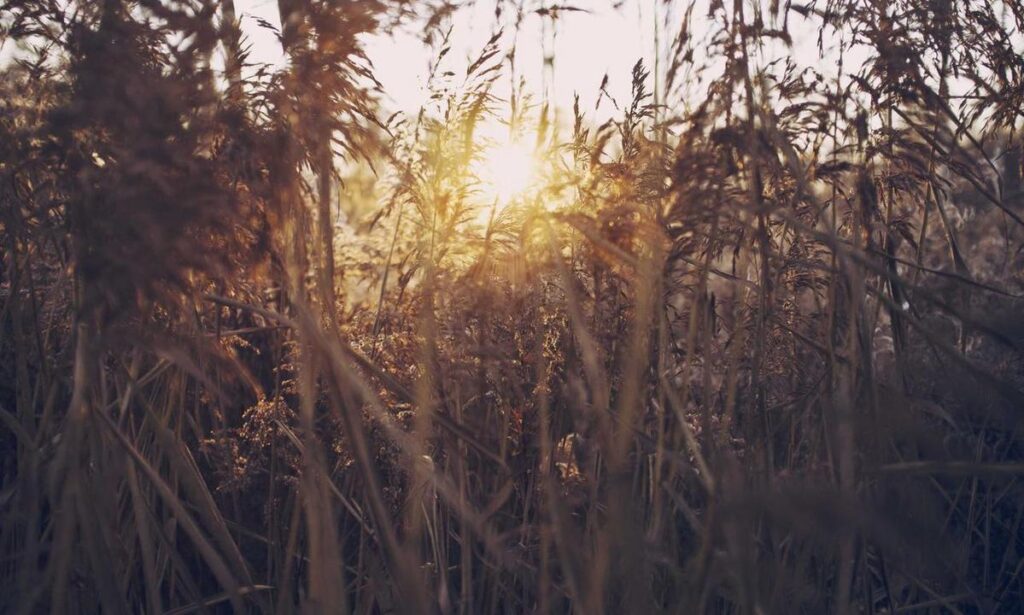 which metal gear games to play pmwgamester