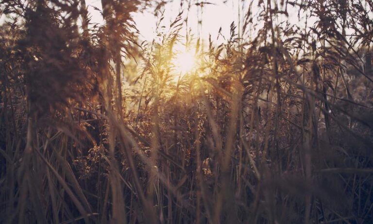 which metal gear games to play pmwgamester